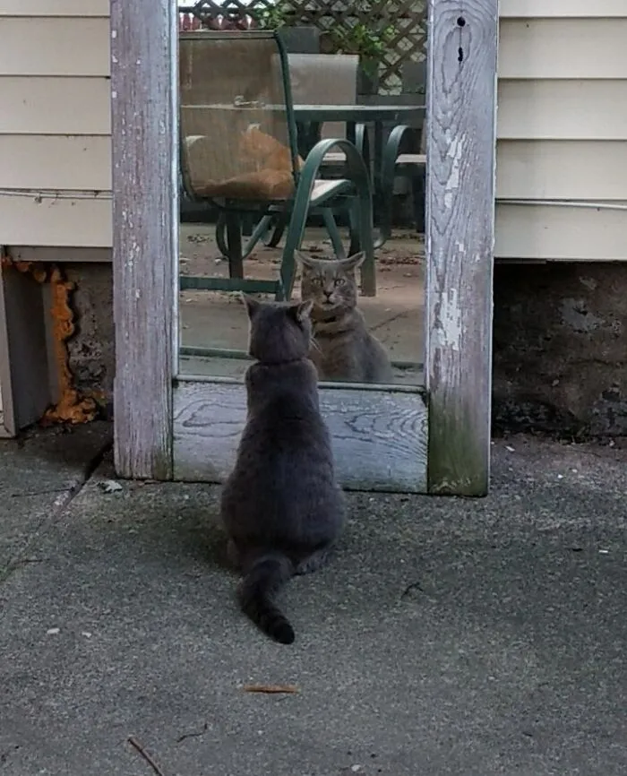 Cat sitting and looking at her mirror reflection 