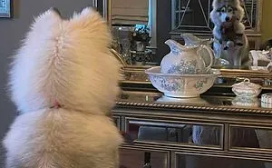 112 Funny Mirror Pics To Learn Some Photography Skills From