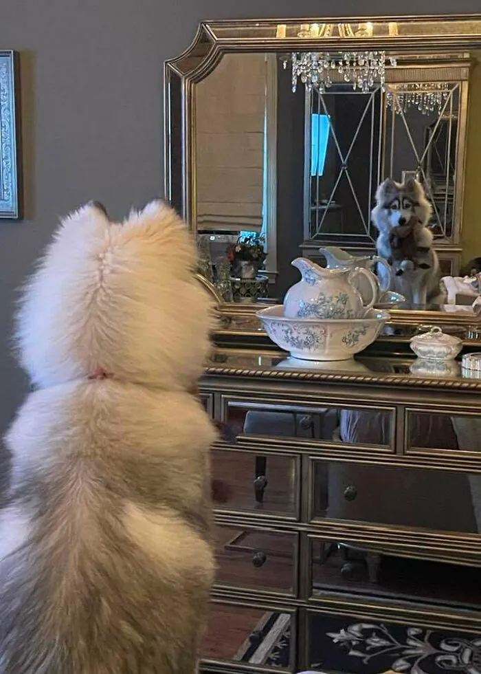 My Husky Seeing Herself In The Mirror For The First Time