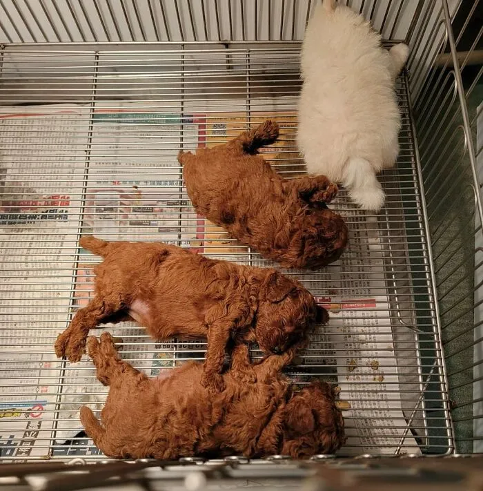 Cachorros fritos