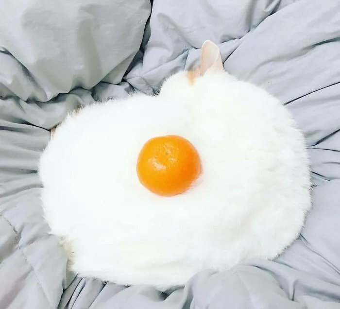 Egg