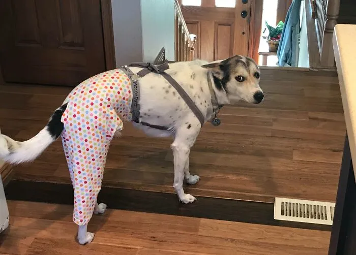 Mi perro acaba de ser operado y tiene miedo de su cono, esta es la solución de mi madre