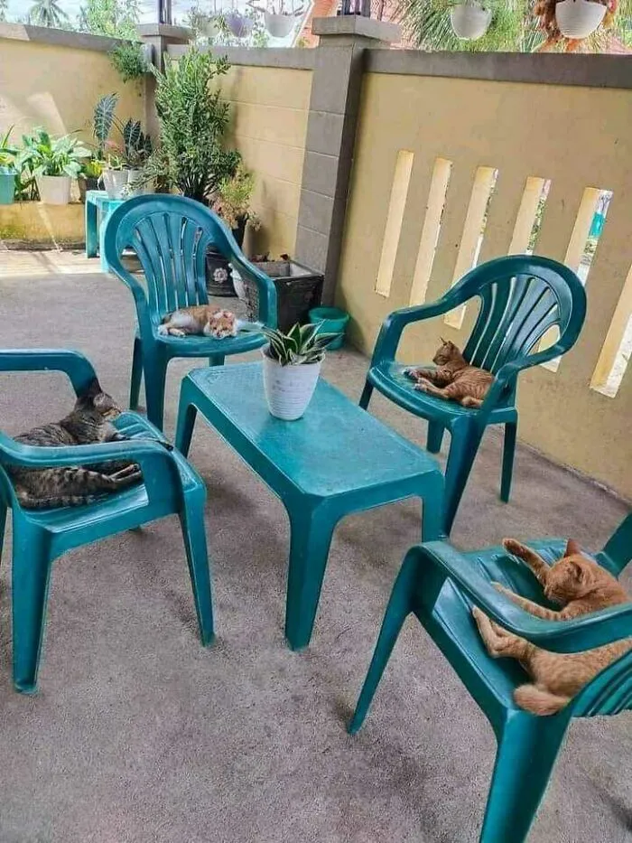 In The Ancient Egypt, Cats Were Sacred Animals. It Seems That Nothing Has Changed Since Then
