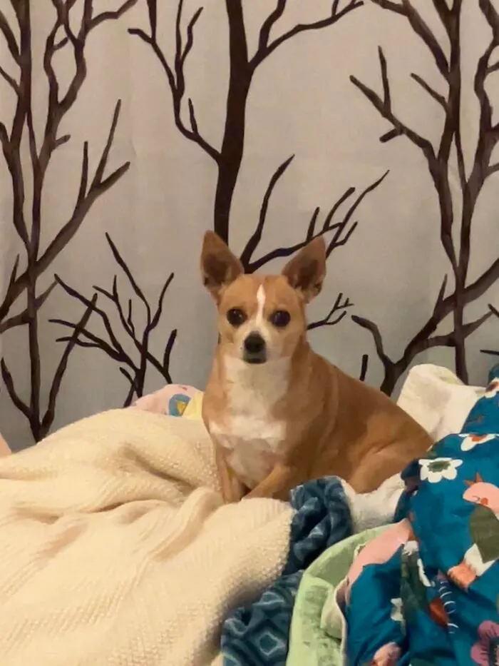 Lucy (Sorry For Blurry Photo)
