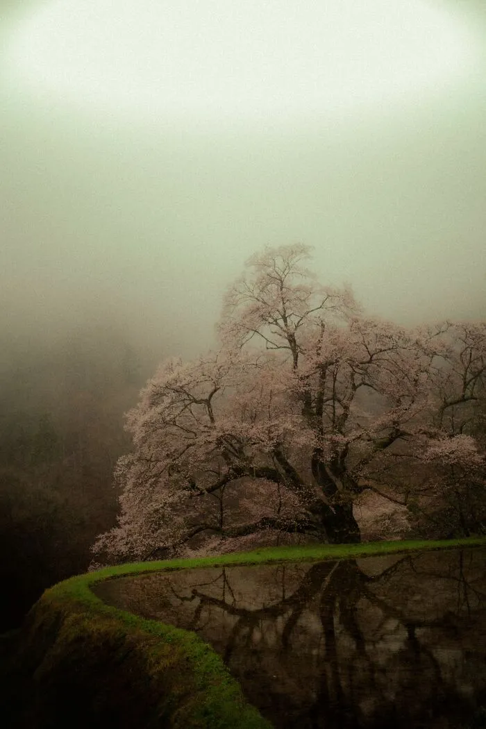 My Take On The Ancient Sakura Of Japan