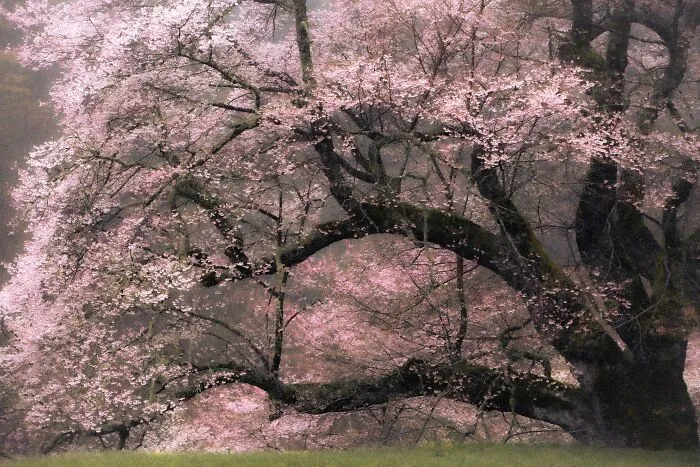 My Take On The Ancient Sakura Of Japan