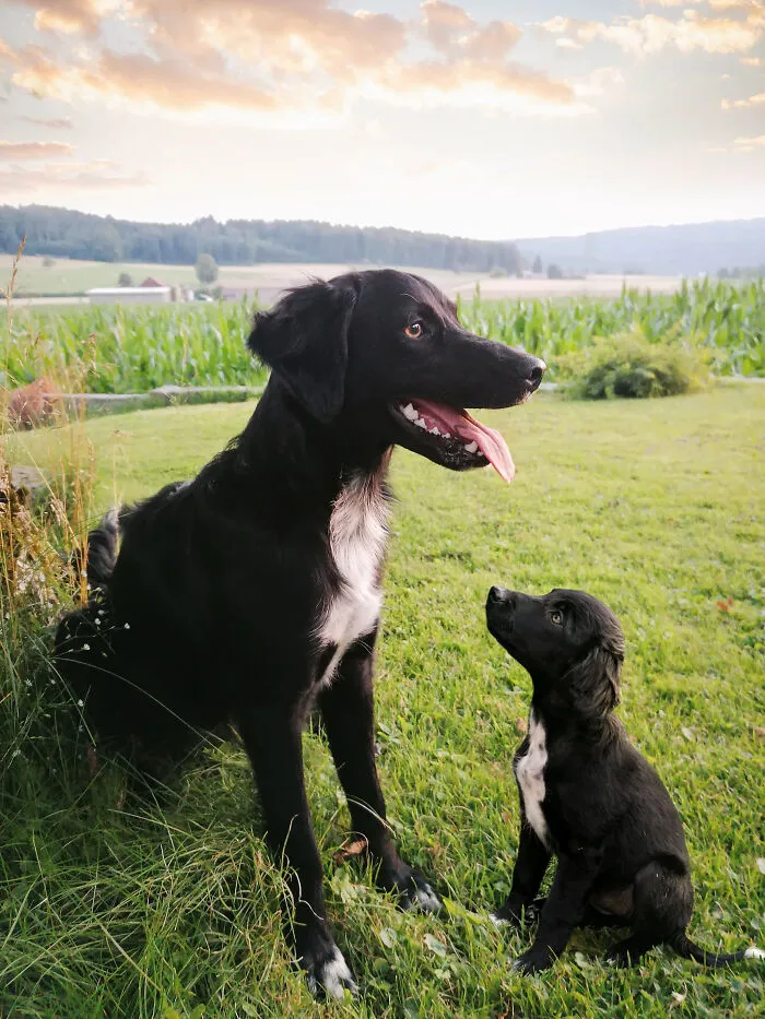 40 Pictures Showing Growth Comparison Of Dogs As Puppies And As Adults In These Combined Photos That I Made