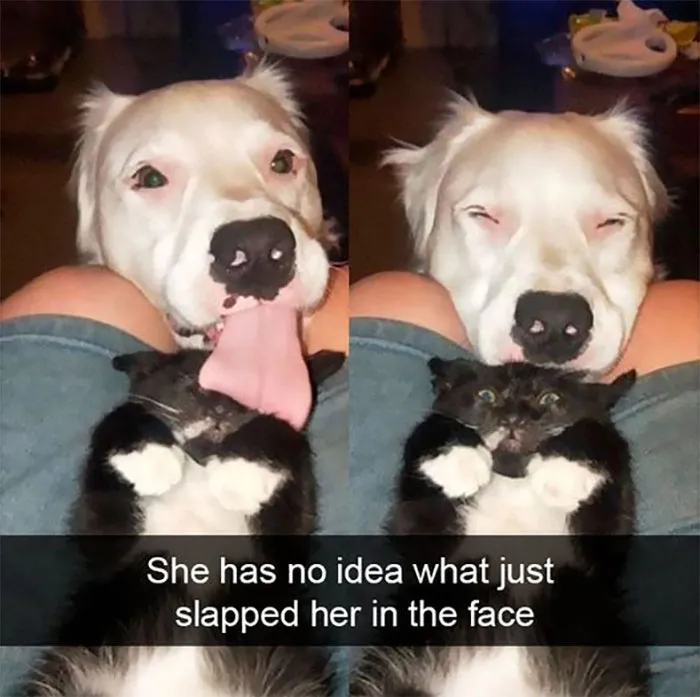 ‘Awkward Animals’: 50 Pics ‘For Animal Lovers Of All Kinds’