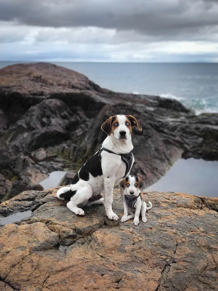 40 Pictures Showing Growth Comparison Of Dogs As Puppies And As Adults In These Combined Photos That I Made