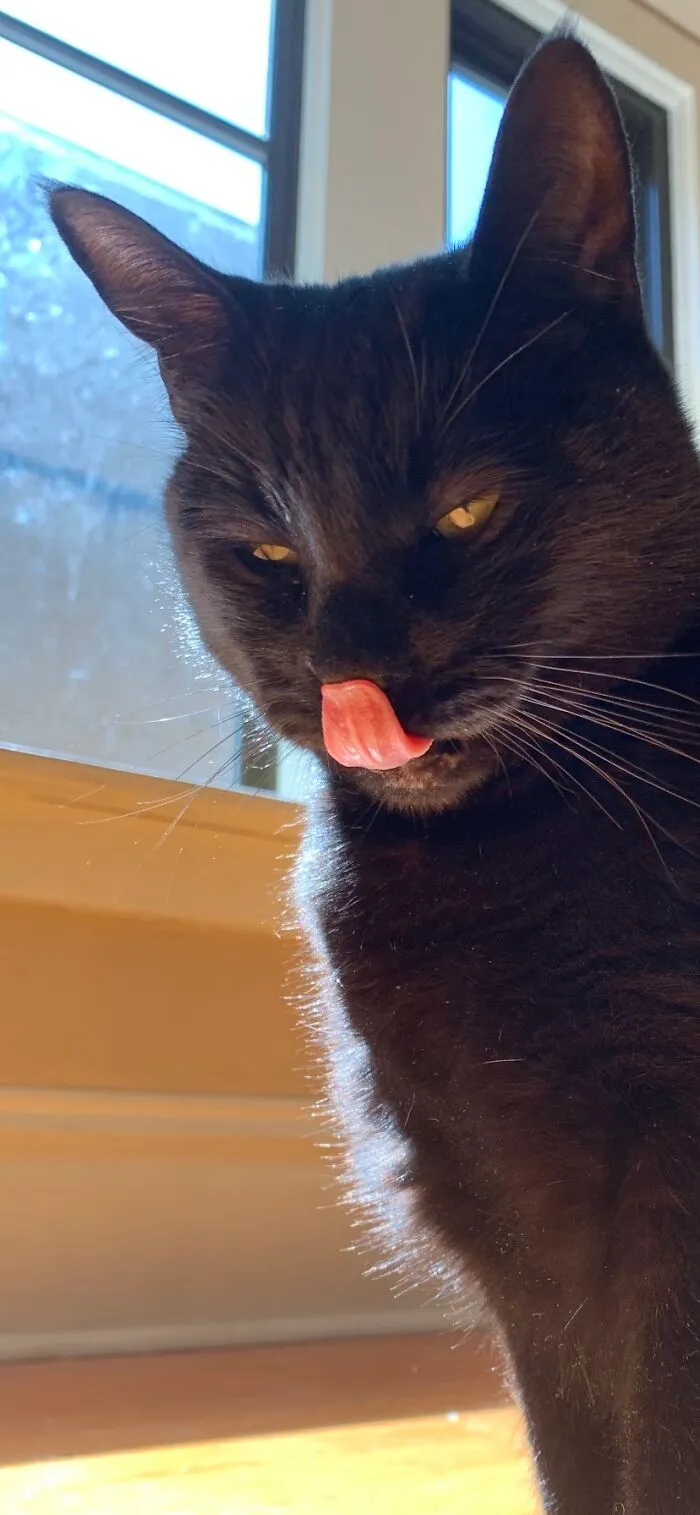 Pete, Our Demon Cat