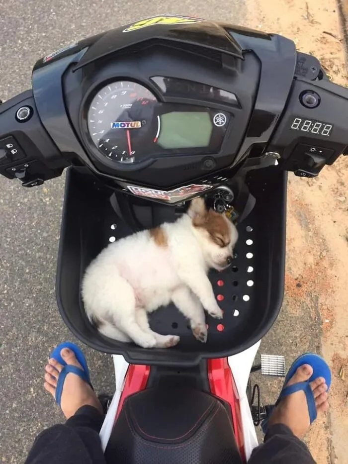 50 Fotos cómicas y extrañas de animales en lugares «donde no deberían estar» (nuevas imágenes)