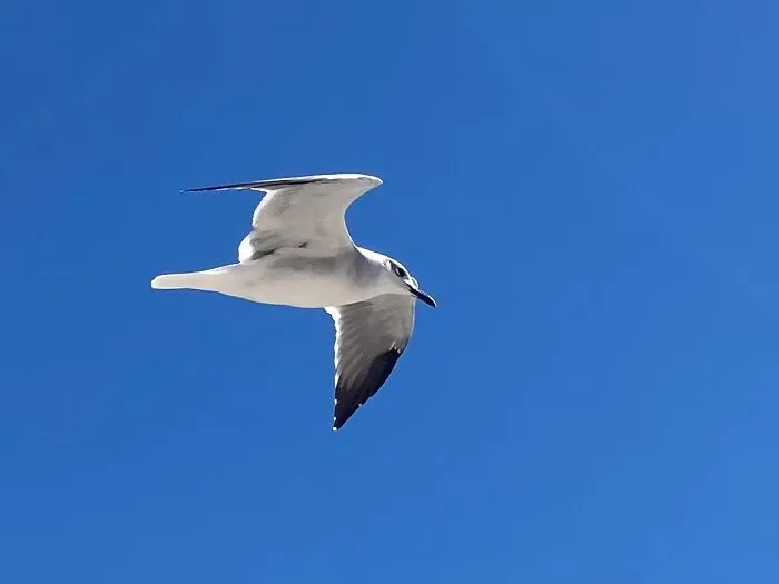 Seagull. :3
