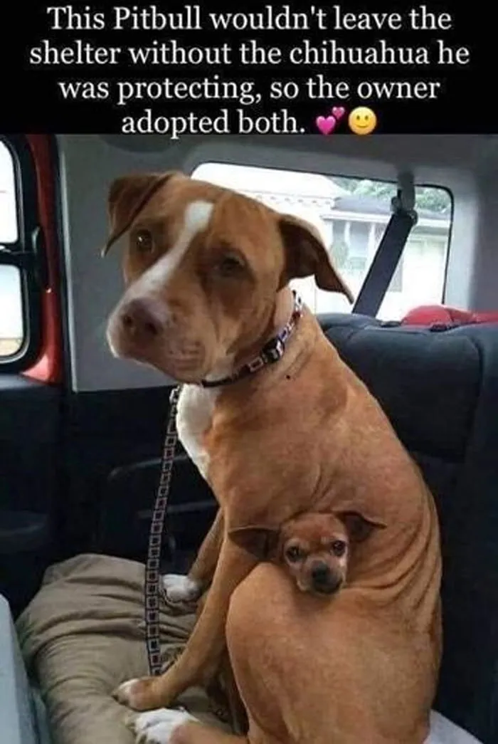‘Awkward Animals’: 50 Pics ‘For Animal Lovers Of All Kinds’