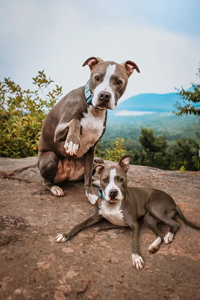 40 Pictures Showing Growth Comparison Of Dogs As Puppies And As Adults In These Combined Photos That I Made