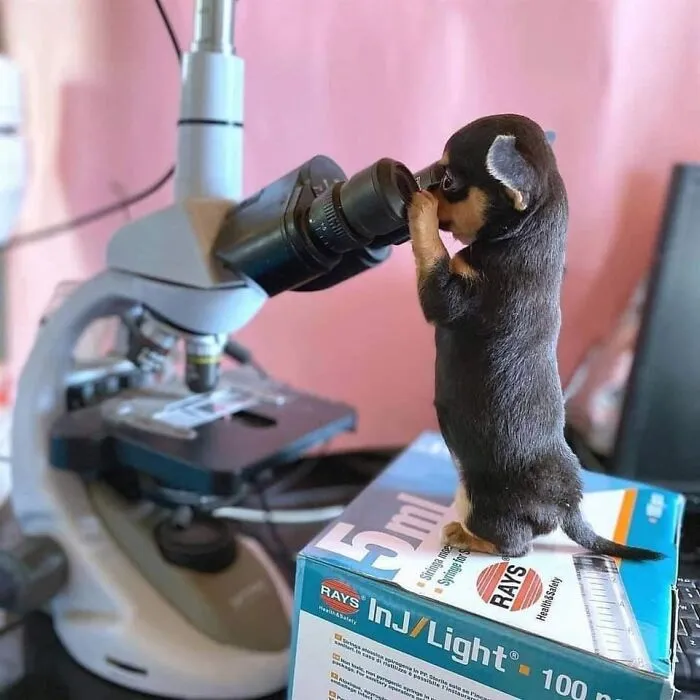 50 Fotos cómicas y extrañas de animales en lugares «donde no deberían estar» (nuevas imágenes)