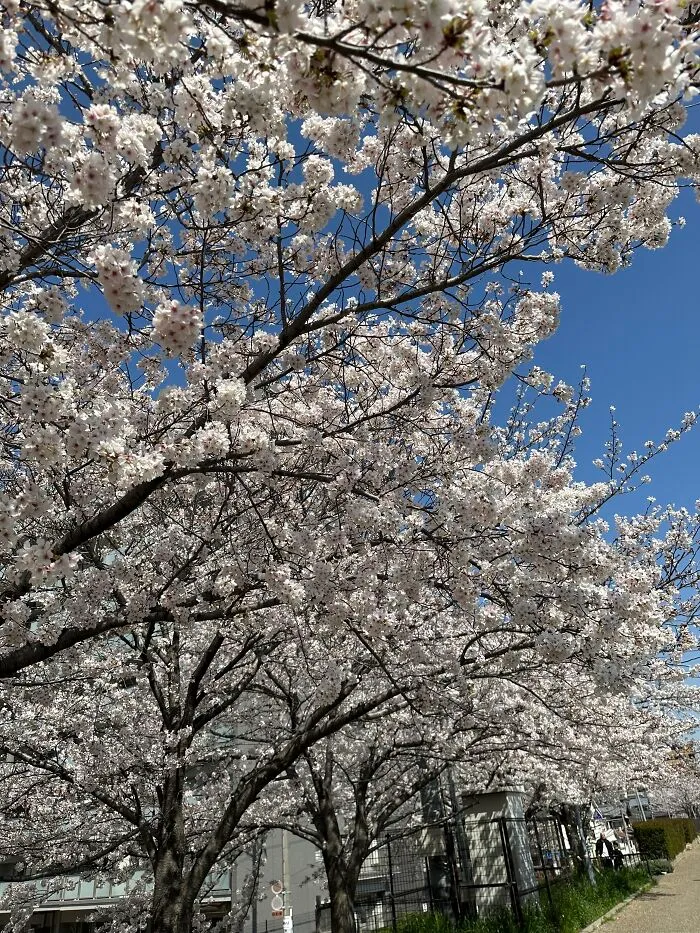 Sakura