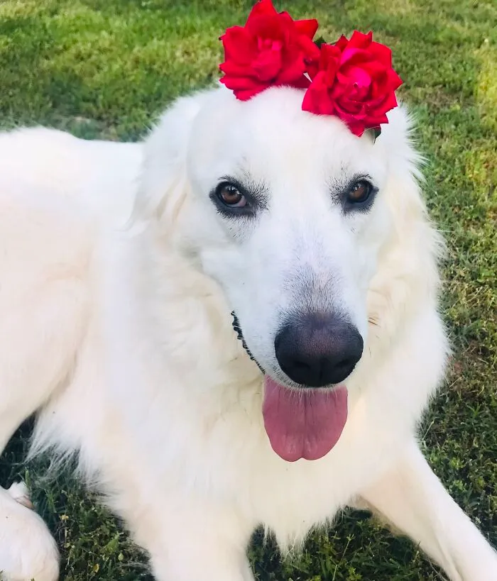 Rosa Leia