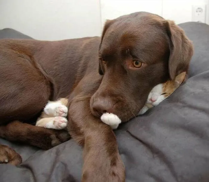 ‘The Council Of Cattos’: 45 Meowtastic Posts To Bring You A Dose Of Feline Goodness