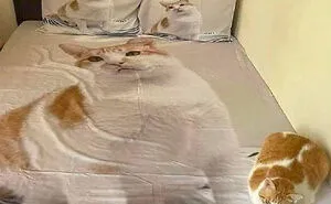 ‘The Council Of Cattos’: 45 Meowtastic Posts To Bring You A Dose Of Feline Goodness