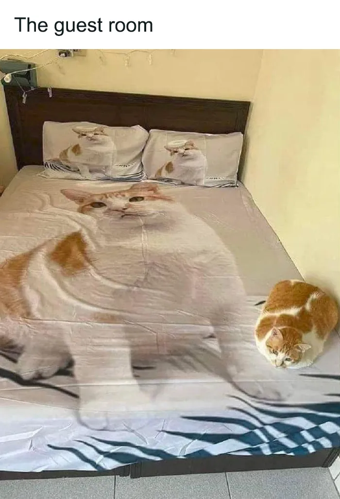 Funny-Cats-Memes