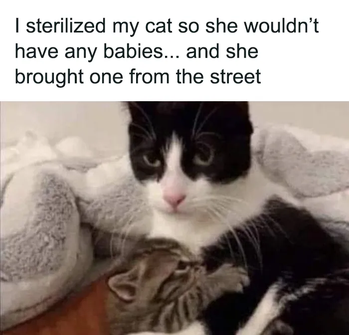 ‘The Council Of Cattos’: 45 Meowtastic Posts To Bring You A Dose Of Feline Goodness