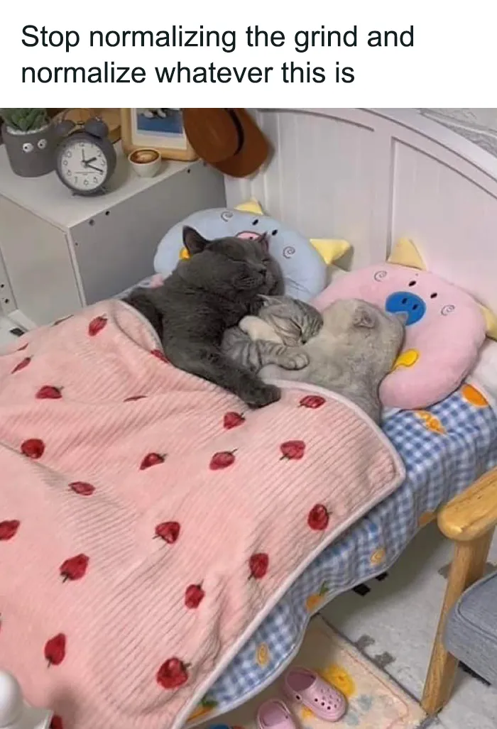 ‘The Council Of Cattos’: 45 Meowtastic Posts To Bring You A Dose Of Feline Goodness