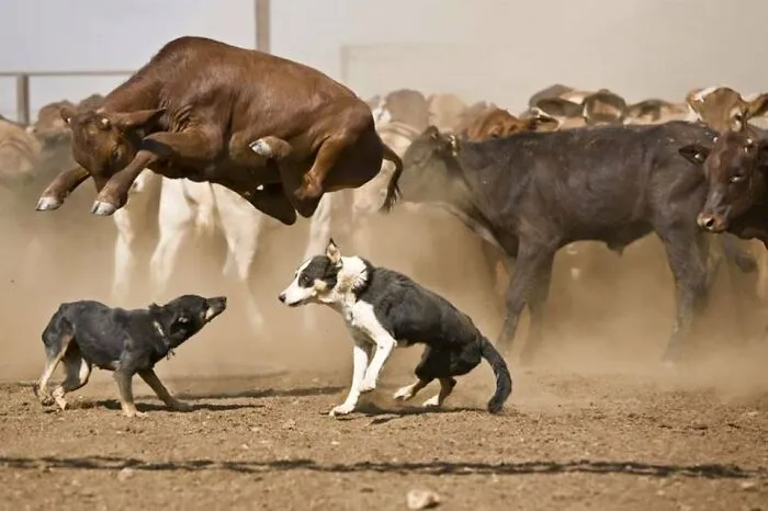 Una vaca saltando sobre unos perros