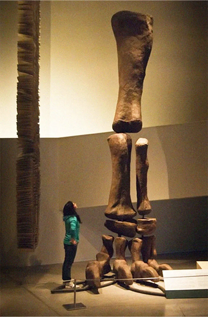 The Giant Monster That Was Argentinosaurus
