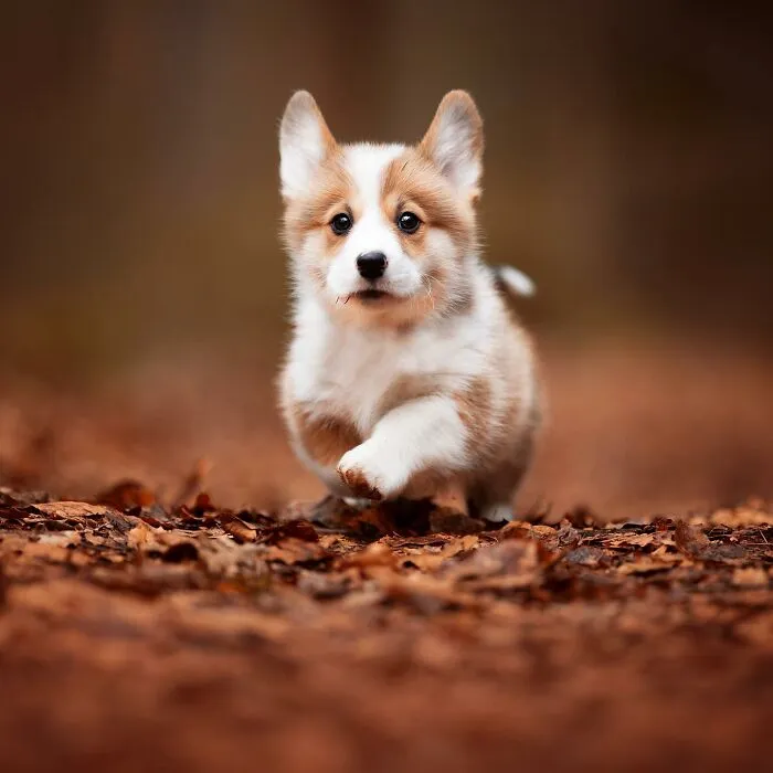 I Captured Dogs On The Run, And The Results Are The Most Adorable Faces Of Joy (30 Pics)