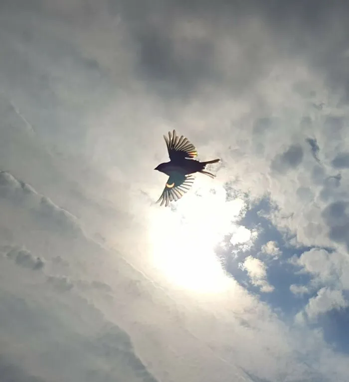 Eclipse On A Bird's Wing