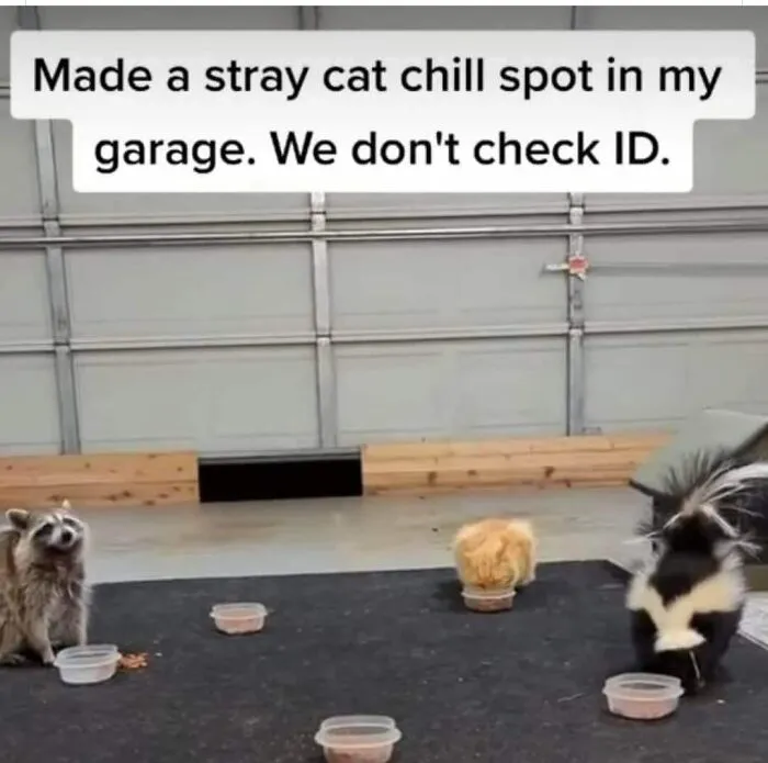 ‘The Council Of Cattos’: 45 Meowtastic Posts To Bring You A Dose Of Feline Goodness