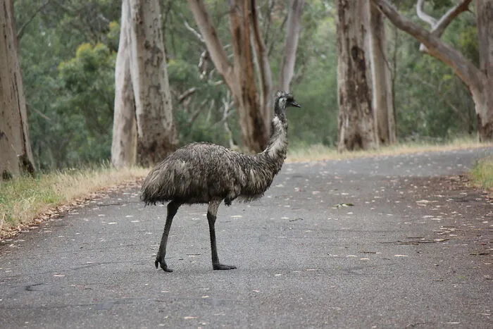 People Of Australia Share 30 Words And Names They Usually Pronounce Completely Different To Americans