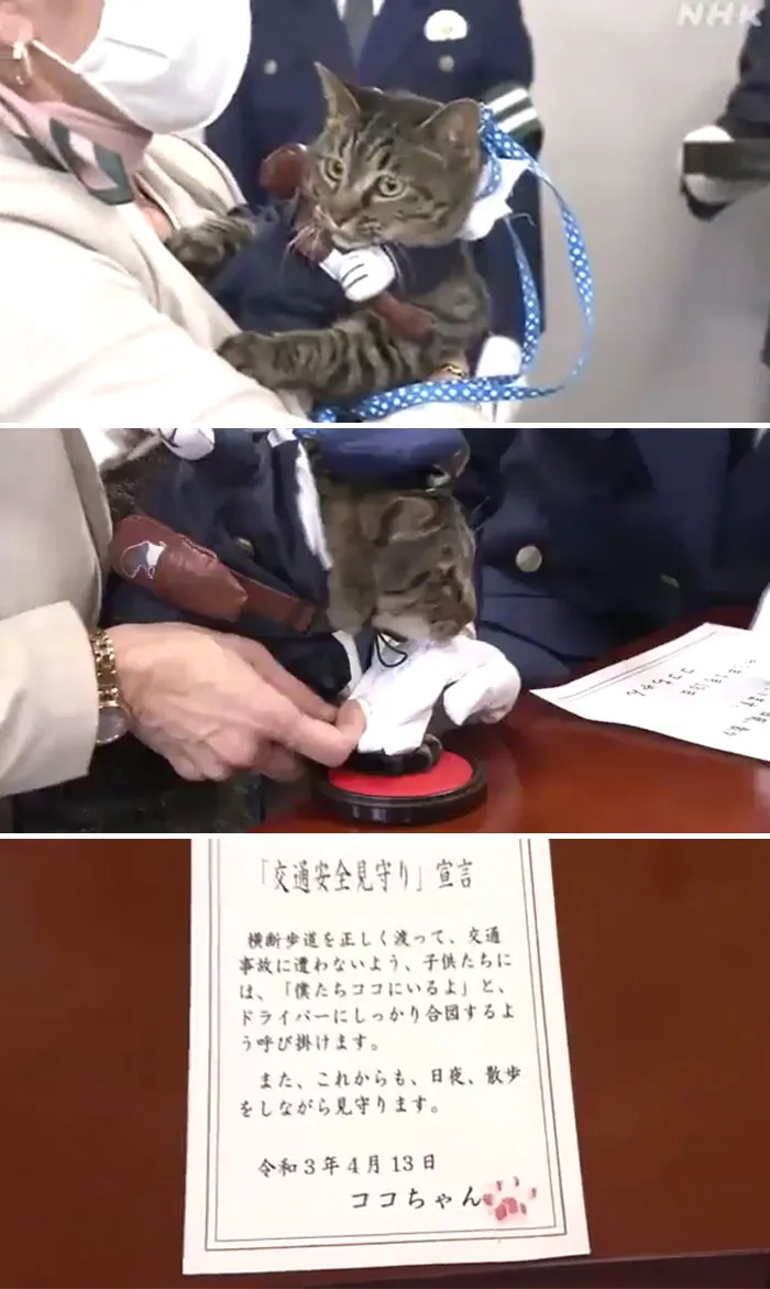 En Japón, un gato llamado Coco-Chan le avisó a la gente que un anciano cayó a una zanja. Los humanos lo nombran jefe de la policía por un día. Los pensamientos de Coco-Chan: “Los humanos son raros” 