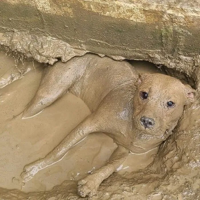 50 Times People Spotted Animals In Places They Shouldn't Be And Just Had To Document It