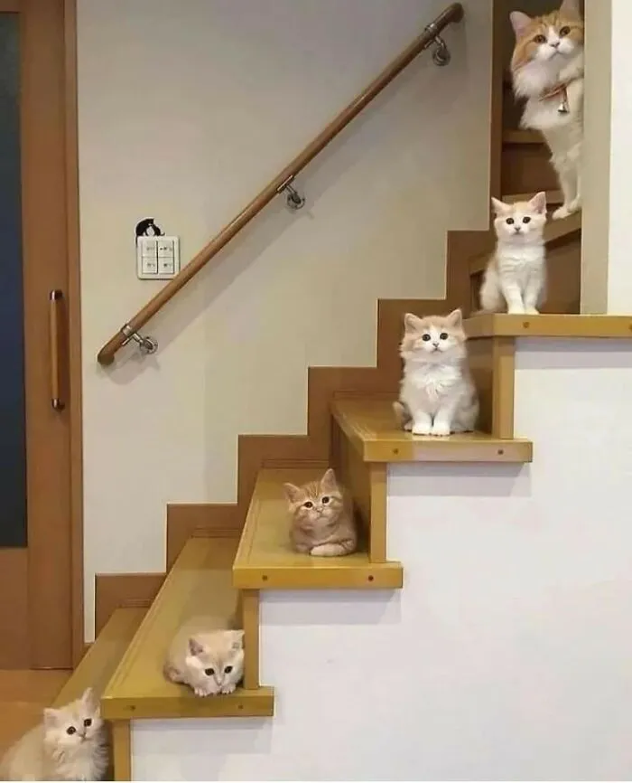 “El consejo de gatos” ha hablado, y estas 20 publicaciones son las más adorables que tienen