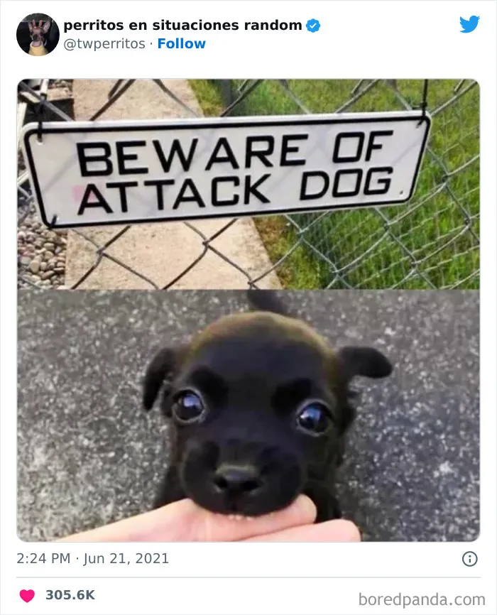 50 ‘Puppies In Random Situations’ That Might Just Heal Your Soul