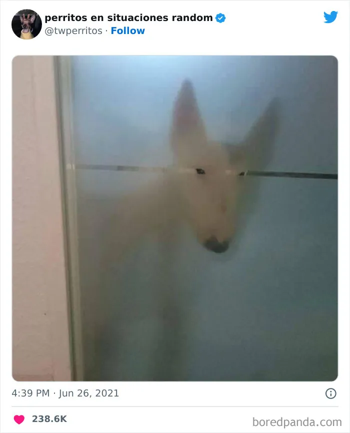 50 "Perritos en situaciones random" para alegrarte el día