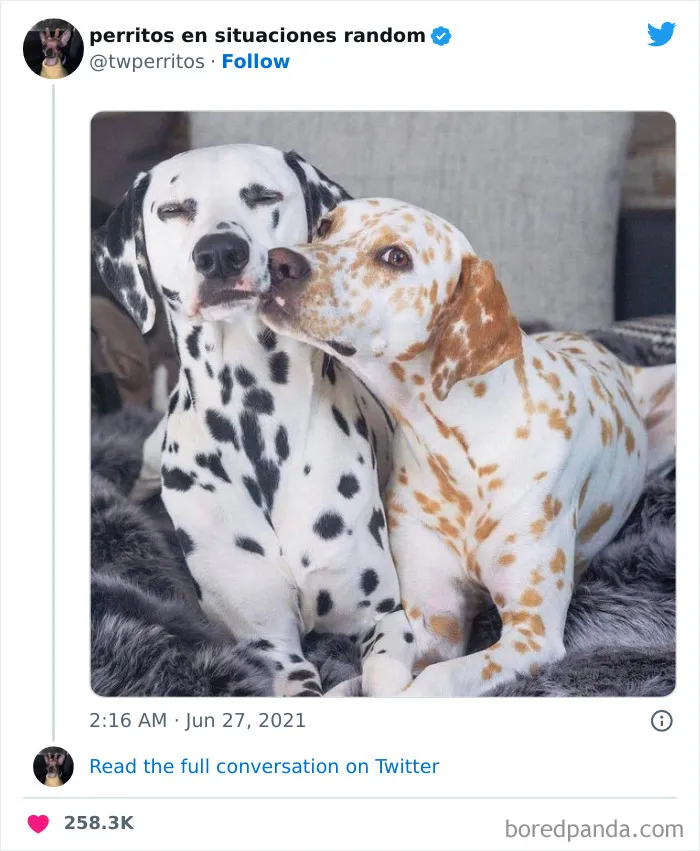 50 ‘Puppies In Random Situations’ That Might Just Heal Your Soul
