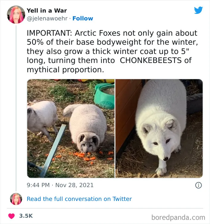 Chonkebeests
