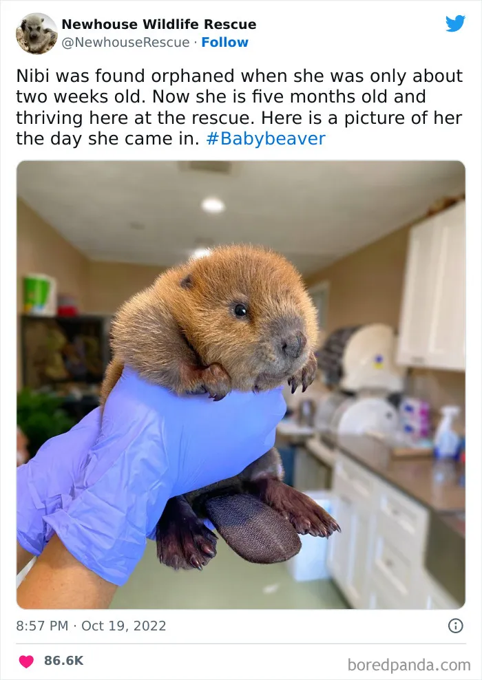 Cute Baby Beaver