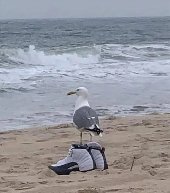 50 Things In Places They Shouldn’t Be That Are Both Hilarious And Concerning (New Pics)