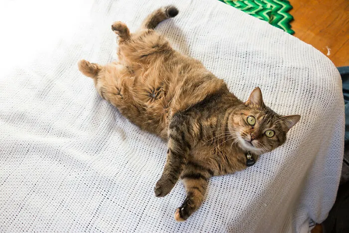 This Community For Pet Owners Helps Them To Understand If Their Pet’s Actually A Jerk (33 Examples)