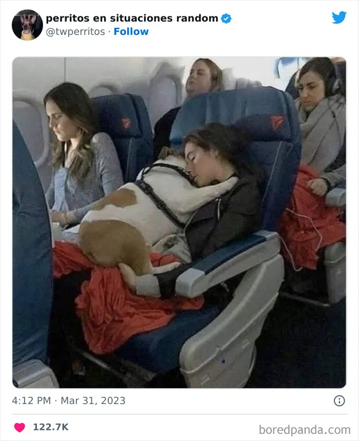 50 "Perritos en situaciones random" para alegrarte el día