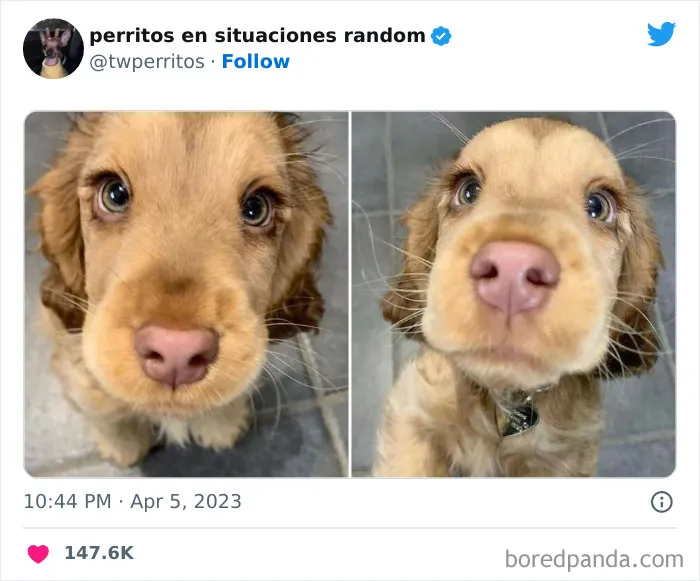 50 ‘Puppies In Random Situations’ That Might Just Heal Your Soul
