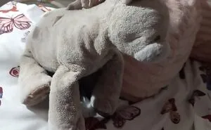 Hey Pandas, Post A Picture Of Your Beloved Stuffed Toy (Closed)