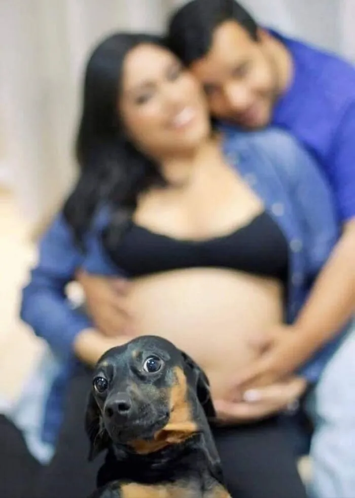 50 Fotos cómicas y extrañas de animales en lugares «donde no deberían estar» (nuevas imágenes)