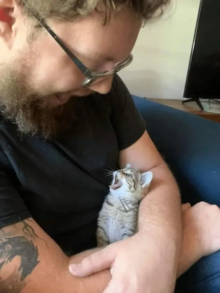 Funny-Cats-Memes