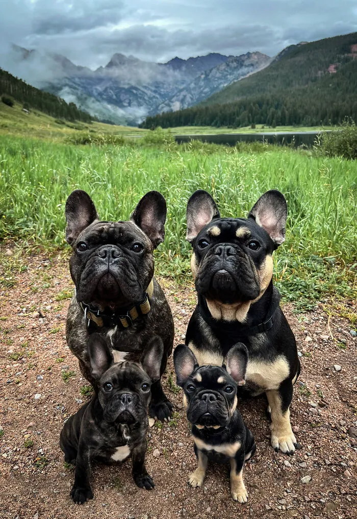 40 Pictures Showing Growth Comparison Of Dogs As Puppies And As Adults In These Combined Photos That I Made