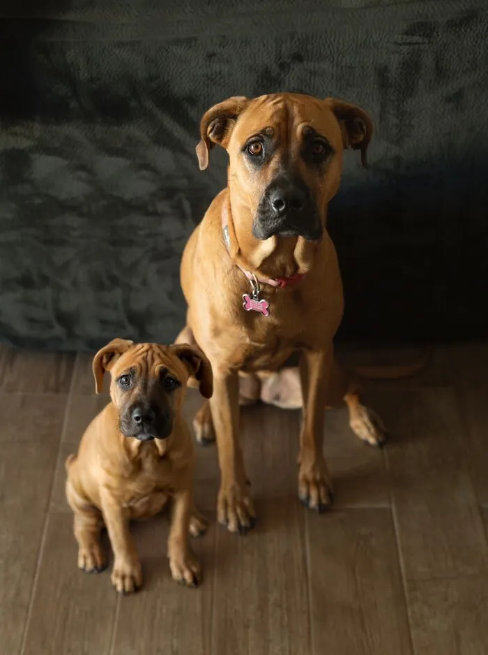 40 Pictures Showing Growth Comparison Of Dogs As Puppies And As Adults In These Combined Photos That I Made
