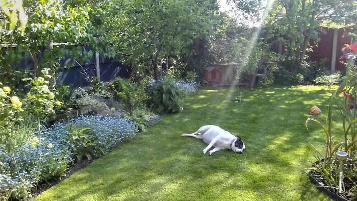My Back Garden